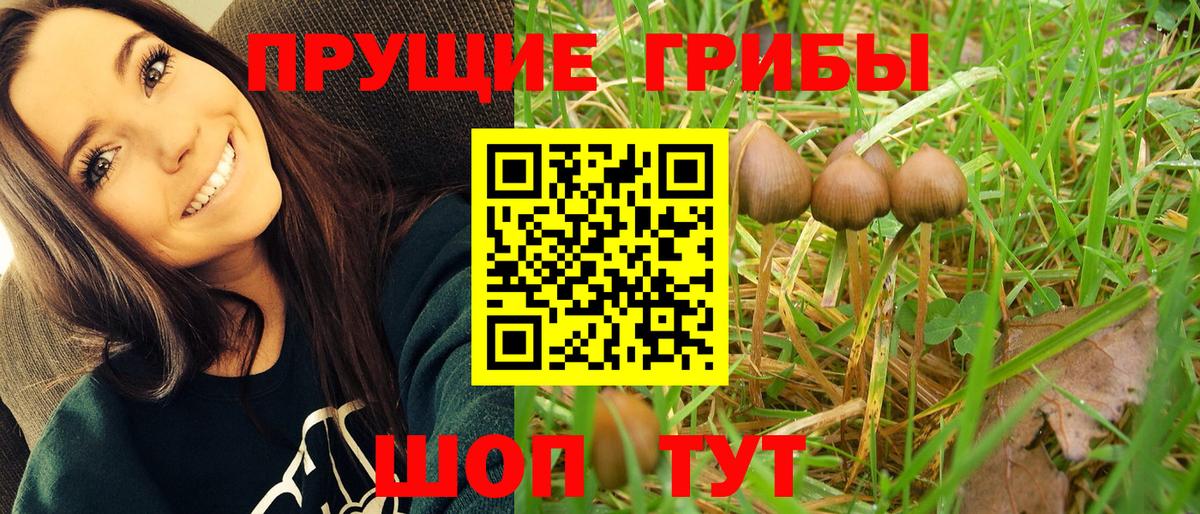 Псилоцибиновые грибы GOLDEN TEACHER  Вход с VPN  где найти   Галлюциногенные грибы мухоморы  Чернушка 